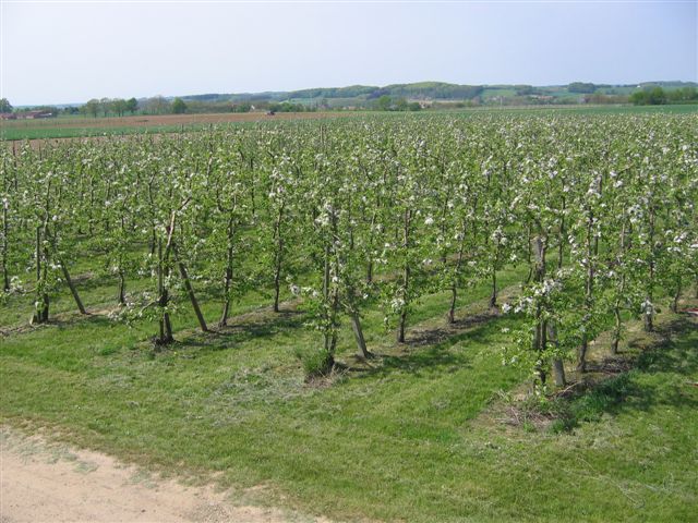 IMG 0929