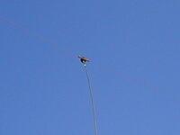 ON4HRT-P UBA Springcontest 08-04-2006-ON6DSL (32)
